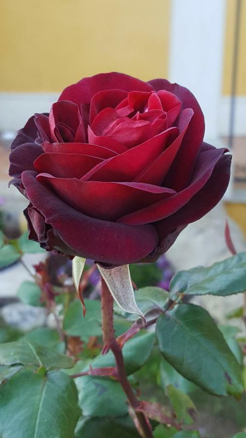 Le Rose Di Modica Villa ภายนอก รูปภาพ